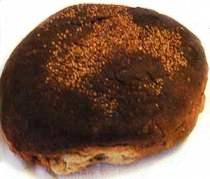 Pane nero di Castelvetrano