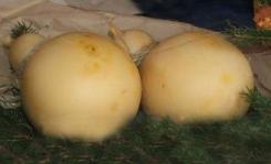 Caciocavallo di Agnone