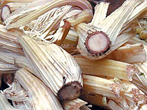 Cardo Gobbo di Nizza Monferrato