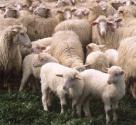 Agnello di Sardegna I.G.P.