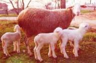 Carne ovina di Laticauda
