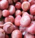 Lampascioni sott'olio