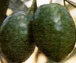Oliva Bella della Daunia DOP