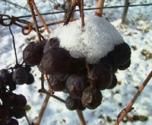 VinoGhiaccio_grappolo