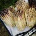 Asparago Bianco di Cilavegna