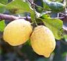 limoni