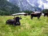 malghe2