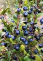 Mirto di Sardegna Tradizionale