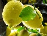 Zuppa di limone