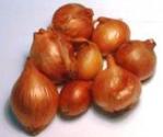 Scalogno in olio extravergine di oliva