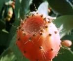 Turbante di fichi d'india e fragole