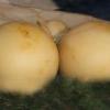 Caciocavallo di Agnone