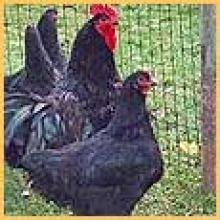 Gigante nera d'italia (pollo della Val di Vara)